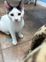 412004_cfa2884699404f09876b5758d1b15a77_mv2.jpeg